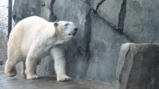 בירת דובי הקוטב: המקום שבו הדובים נשלחים לכלא