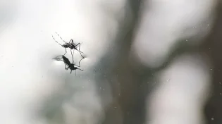 מביצה זעירה לחרק מעופף: כך נוצר יתוש בתוך ימים
