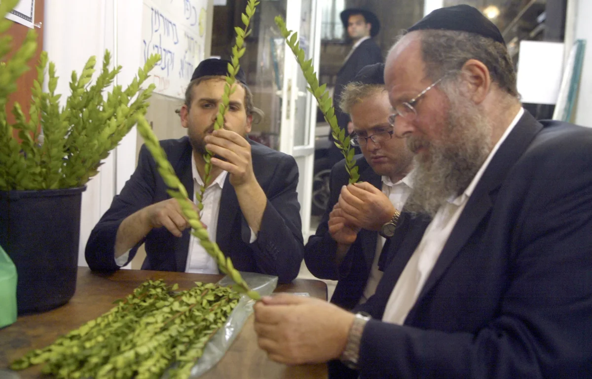 בחירת הדסים לארבעת המינים