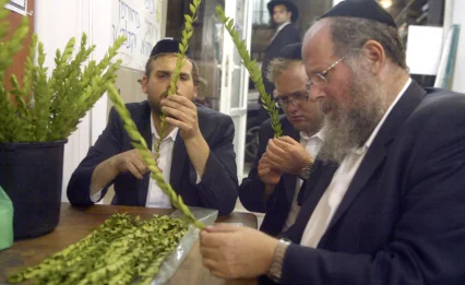 האם ההדס שלכם באמת כשר לארבעת המינים?