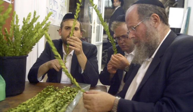 האם ההדס שלכם באמת כשר לארבעת המינים?