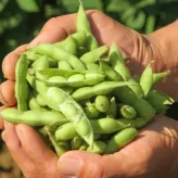 פנו לה מקום: איך אפשר להוסיף אדממה לתפריט?