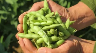 פנו לה מקום: איך אפשר להוסיף אדממה לתפריט?