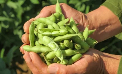 פנו לה מקום: איך אפשר להוסיף אדממה לתפריט?
