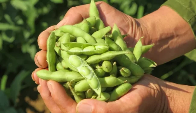 פנו לה מקום: איך אפשר להוסיף אדממה לתפריט?