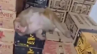 קוף נכנס לחנות משקאות, שתה אלכוהול ונרדם