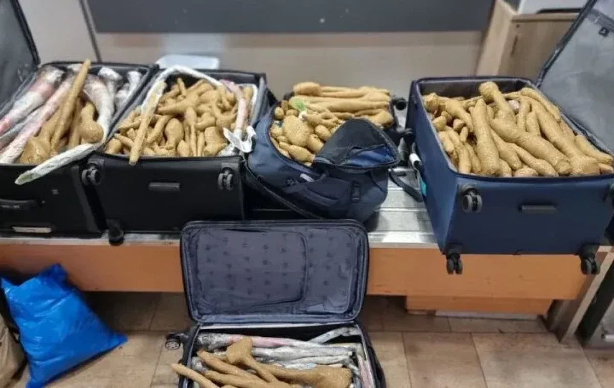 שתילי הבננות שנתפסו שתילי הבננות שנתפסו