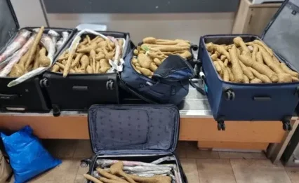 רופא חזר מתאילנד עם 5 מזוודות: זה מה שהתגלה בתוכן