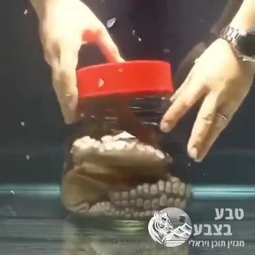 אלוף הבריחות: התמנון הזה מוכיח שוב כמה הוא חכם. הוא מצליח לסובב ולפתוח מכסה של צנצנת סגורה, כשהוא נמצא בתוכה.