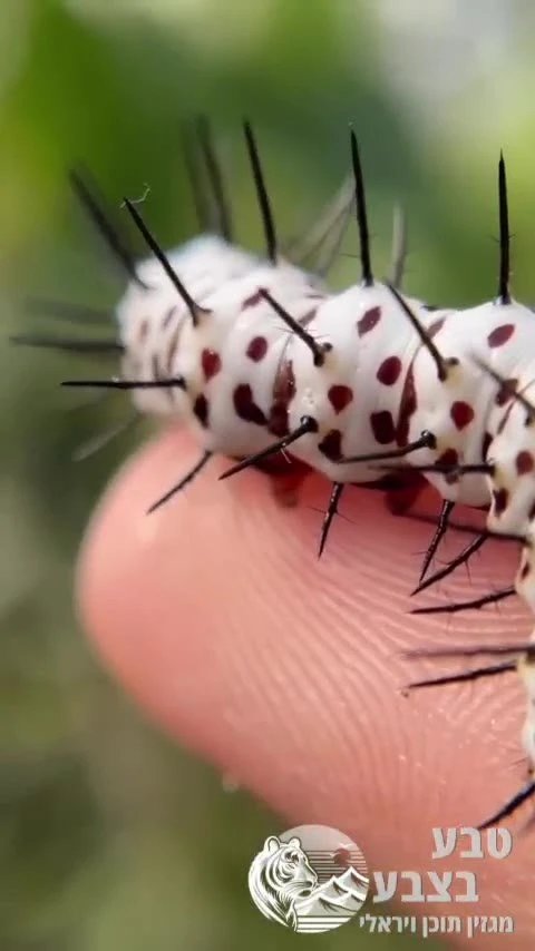 הכירו את הזחל של פרפר הזברה (Heliconius charithonia), עם גוף לבן וקוצים שחורים וארוכים.