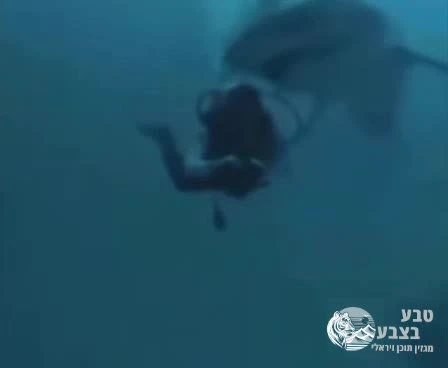 מפגש מפחיד במיוחד תועד באיים המלדיביים: כריש טיגריס התקרב לצולל מאחור, נשך אותו בעורף ושחרר אותו כעבור רגעים ספורים.