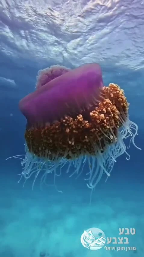 תכירו את מדוזת הכתר, אחת המדוזות היפות והמיוחדות בים.