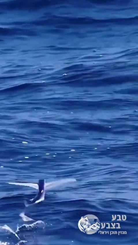 הדג המעופף מסוגל לזנק מהמים ולדאות עשרות מטרים מעל פני הים בעזרת הסנפירים שלו.