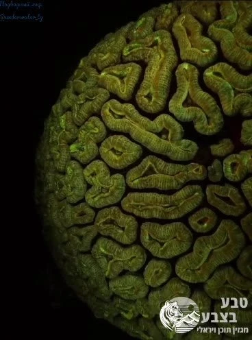 הכירו את הלובופיליה (Lobophyllia), אלמוג בעל צורות מפותלות שמזכירות מוח אנושי.