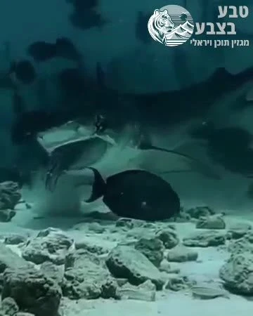 לכריש הטיגריסי יש שיניים חדות ומשוננות, וכשהן נשחקות או נושרות, חדשות מחליפות אותן. במהלך חייו הוא עשוי להחליף אלפי שיניים.