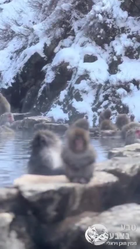 קופי המקוק היפני מצאו דרך נעימה להתמודד עם הקור.