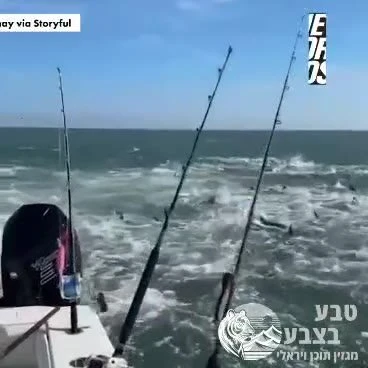 דייגים מול חופי לואיזיאנה נתקלו בעשרות כרישים שהסתערו על להקת דגים. הכרישים השתוללו במים ממש ליד הסירה, והדייגים זכו למחזה שלא רואים כל יום.