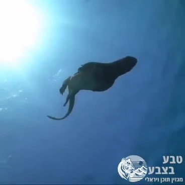 הכירו את האיגואנה הימית, הלטאה היחידה בעולם שנכנסת לאוקיינוס כדי לחפש אוכל. היא חיה רק באיי גלפגוס, מסוגלת לצלול לעומק של כ־30 מטר ולהישאר מתחת למים…