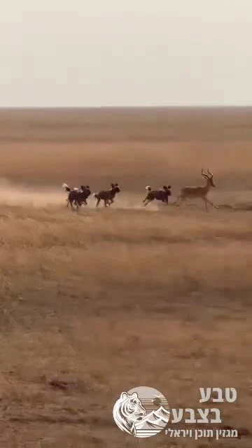 להקת כלבי בר רדפה אחרי אנטילופה, אבל היא הצליחה לתמרן ביניהם ולברוח ברגע האחרון.