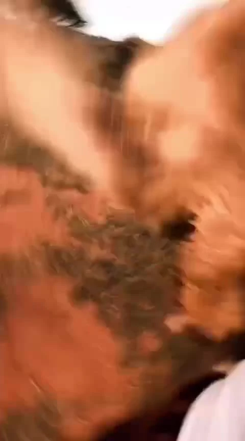 משחק עם אריות בלי טיפת פחד!