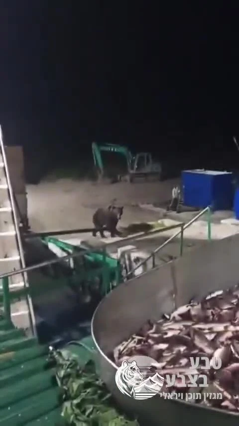 בקמצ'טקה שברוסיה תיעדו דוב שהתקרב למכל ענק מלא בדגים, שלף לעצמו דג אחד והלך לדרכו בנחת.