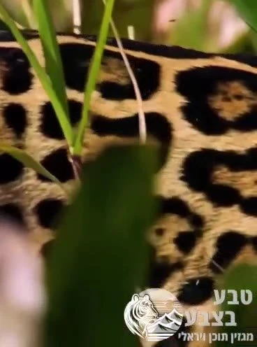 יגואר מזנק למים ותופס מה שנראה כמו תנין, במהלך מהיר ומדויק של כמה שניות.