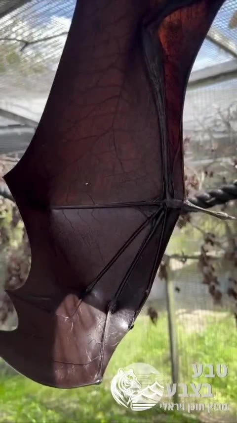 תכירו את השועל המעופף, אחד העטלפים הגדולים בעולם, עם מוטת כנפיים שיכולה להגיע למטר וחצי ואפילו יותר!
