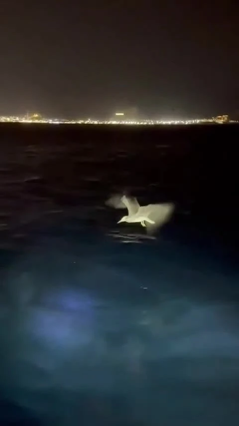 חוכמת השחף: שחף רעב מנצל את התאורה מסירת דיג במפר אילת וצד להנאתו דגים. צילום: מיכאל בן אבן