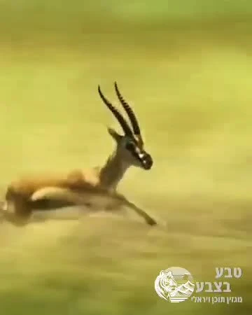 מרדף בטבע ברדלס מזהה אנטילופה ויוצא למרדף מהיר. בתוך שניות הוא סוגר את הפער ומצליח לתפוס אותה.