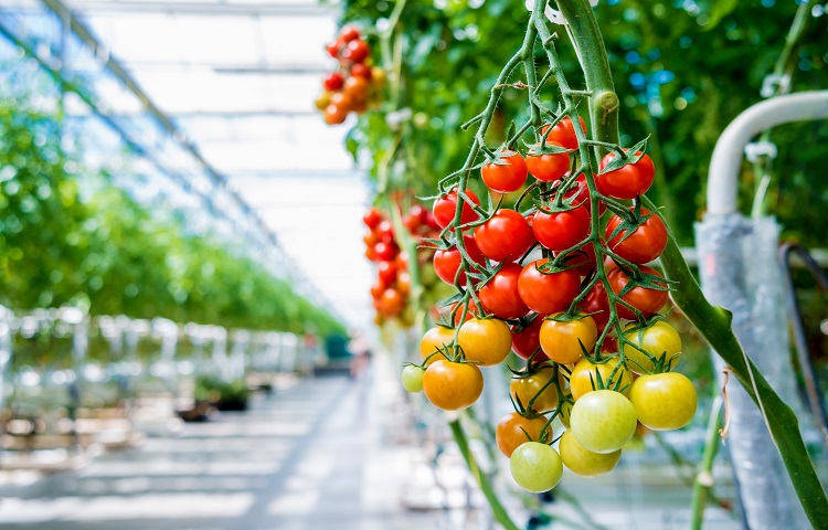 עגבניות בחממה (צילום: Roman Zaiets/shutterstock)