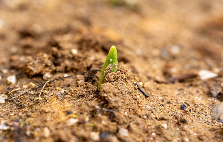 (צילום: traction/shutterstock) נבטים סינים