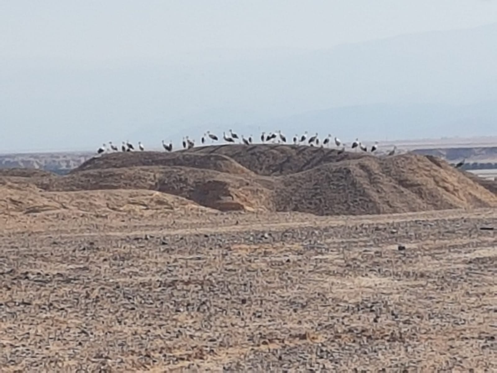 צפו: מרהיב: להקת החסידות עושה את דרכה מאירופה למדבריות