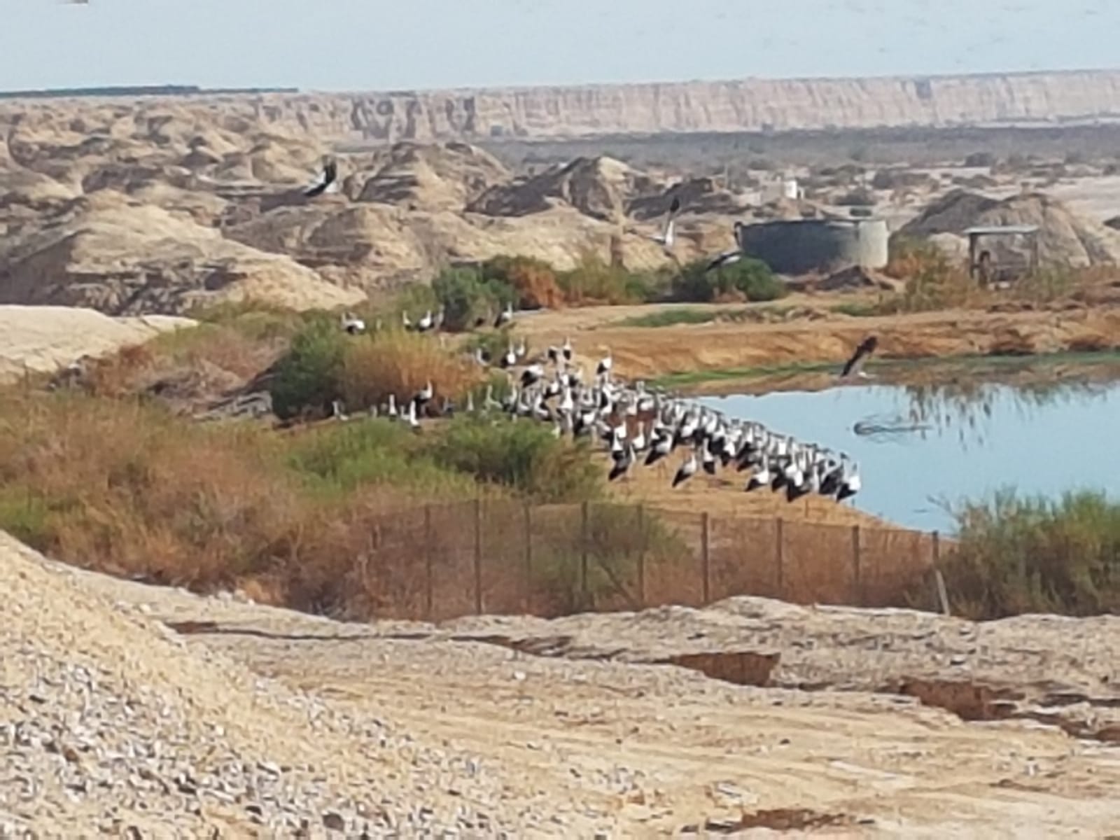 צפו: מרהיב: להקת החסידות עושה את דרכה מאירופה למדבריות