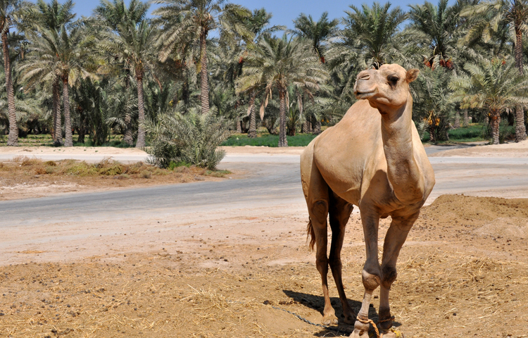 למה אלוהים בחר באברהם? (צילום: Moonystrak/shutterstock)