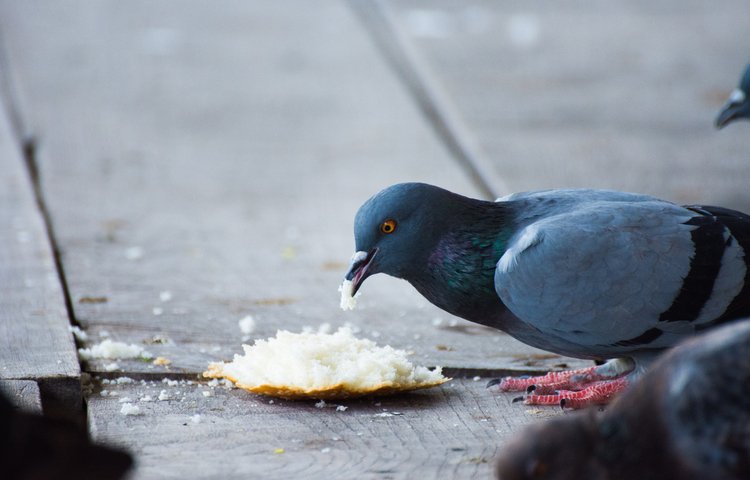 האם מותר לתלות לחם? תליית לחם (צילום: thepeddd/shutterstock)