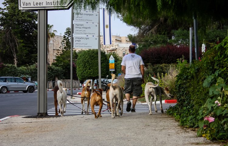 האם מותר לגעת בכלב בשבת? ליטוף בעלי חיים בשבת. מוקצה? (צילום: Jose HERNANDEZ Camera 51/shutterstock)