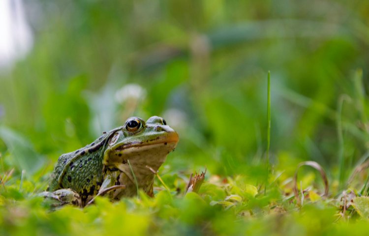 צפרדעים בכל מצרים. (צילום: audiznam260921/shutterstock)