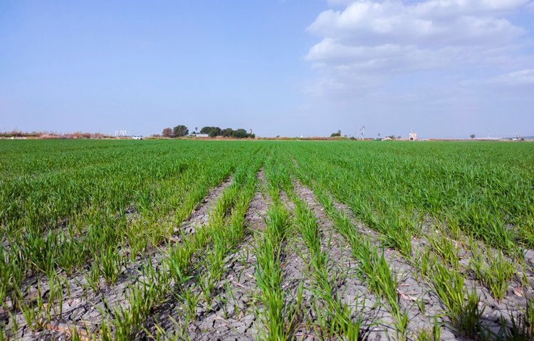 האם בשבועות מניחים תפילין? (צילום: ervin herman/shutterstock)