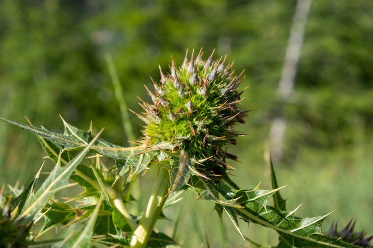 עכובית הגלגל מרפא (צילום: Haluk Cigsar/shutterstock)