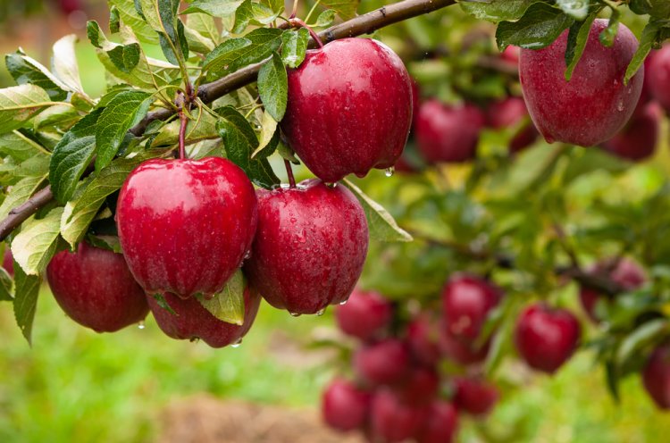 תרופה נגד בחילות. (צילום: Serhii Hrebeniuk/shutterstock)