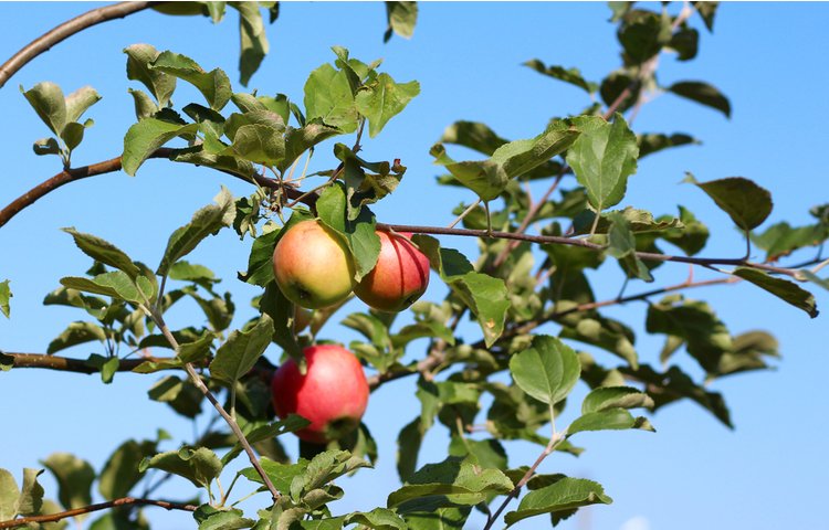 ברכה מעין שלוש ספרד. (צילום: Irina999petrova/shutterstock)