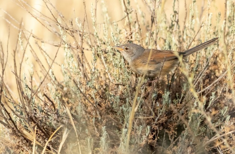 צמח מרפא ממזרח אסיה. (צילום: MohamedHaddad/shutterstock)