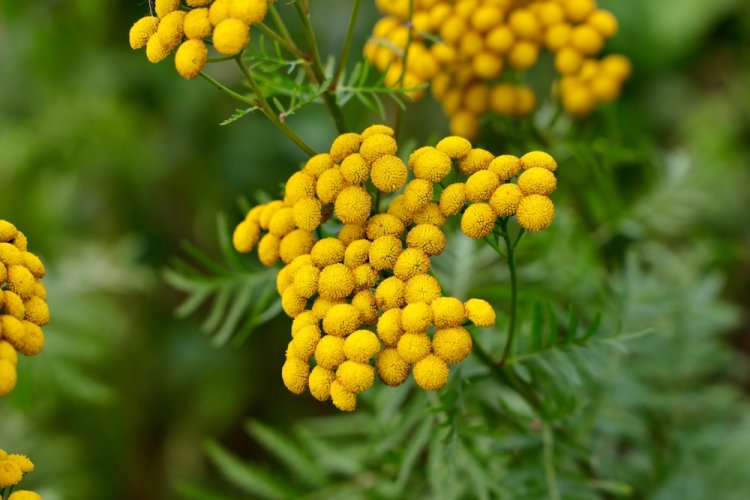 בן חרצית למיגרנות סגולות (צילום: Brookgardener/shutterstock)