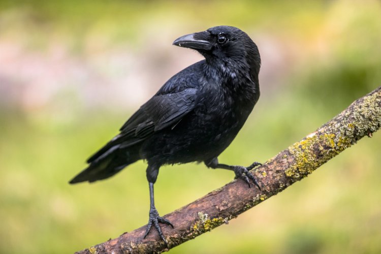 עורב בחלום לפי היהדות (צילום: Rudmer Zwerver/shutterstock)