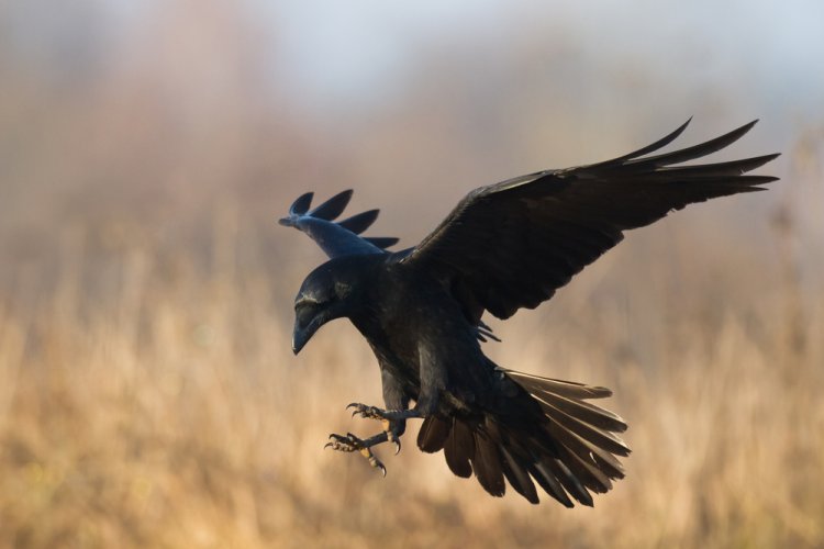 חלום על עורב לפי הקבלה (צילום: Marcin Perkowski/shutterstock)