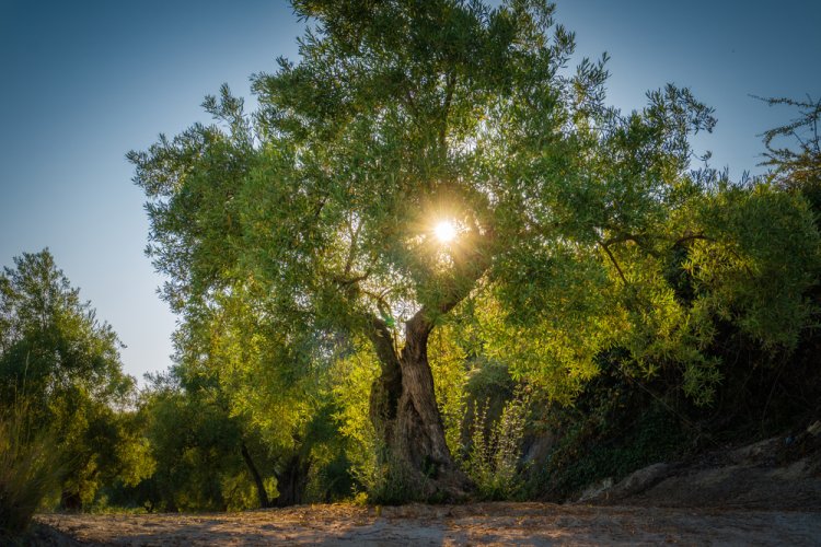 ברכת האילנות עדות המזרח (צילום: Miguel AF/shutterstock)