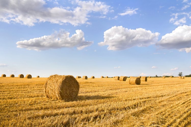 מה חוגגים בשבועות? (צילום: Anastasiia Malinich/shutterstock)