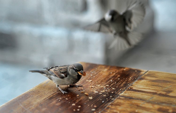 האם מותר לזרוק לחם לציפורים? (צילום : Anna Krivitskaya/shutterstock)