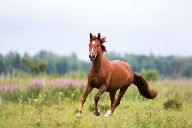 האם מותר לרכב על סוס בשבת? (צילום: OlesyaNickolaeva /shutterstock)