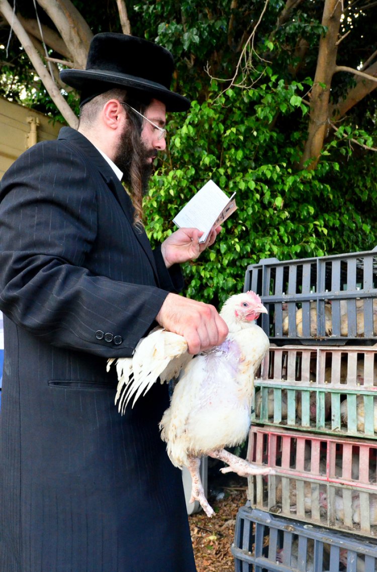 כיצד ניתן לתרום את התרנגול לאחר הכפרות? (צילום: ChameleonsEye /shutterstock)